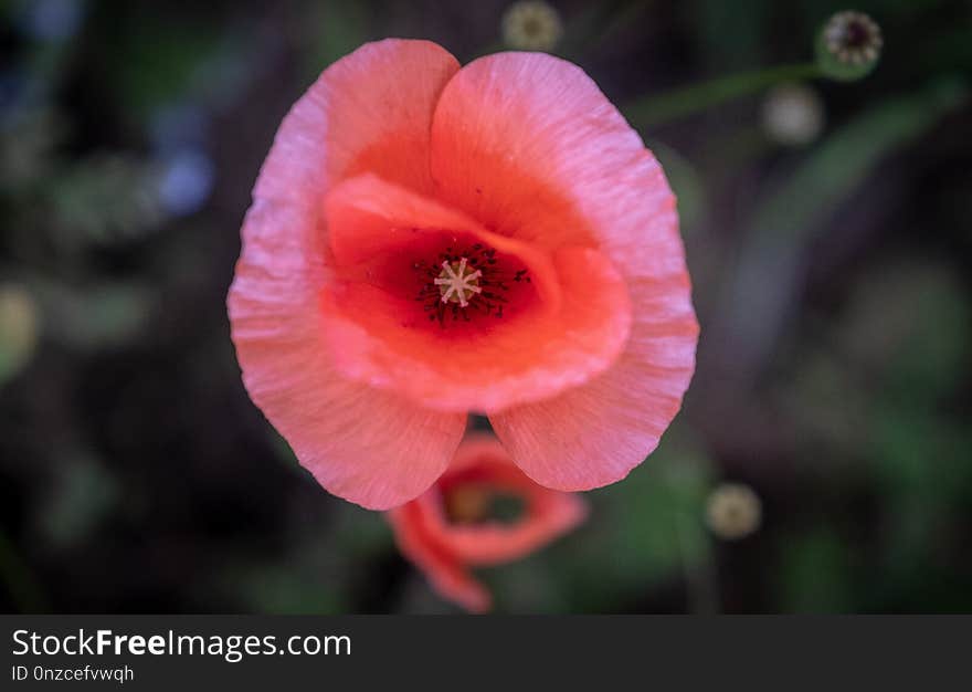 Flower, Flora, Wildflower, Close Up