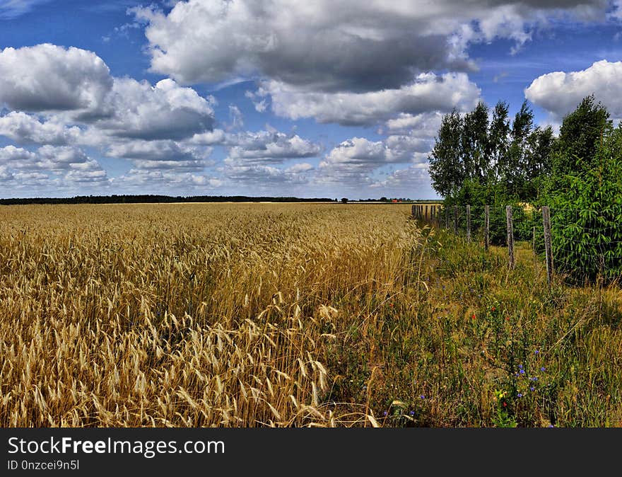 Sky, Ecosystem, Cloud, Field