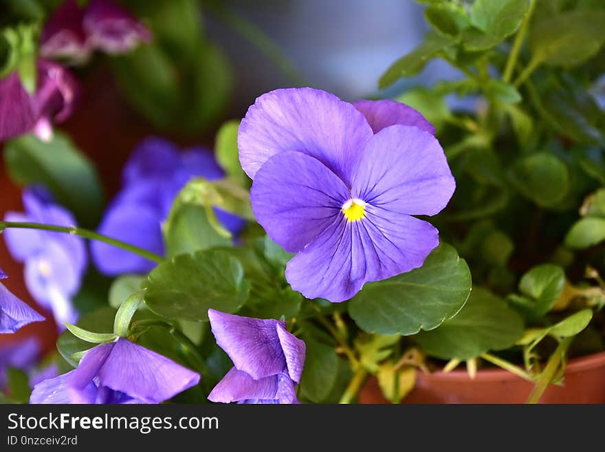 Flower, Flora, Purple, Plant