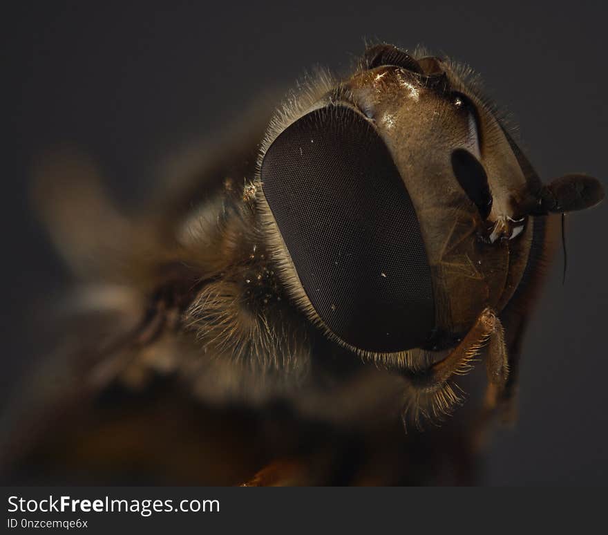 Insect, Macro Photography, Invertebrate, Honey Bee