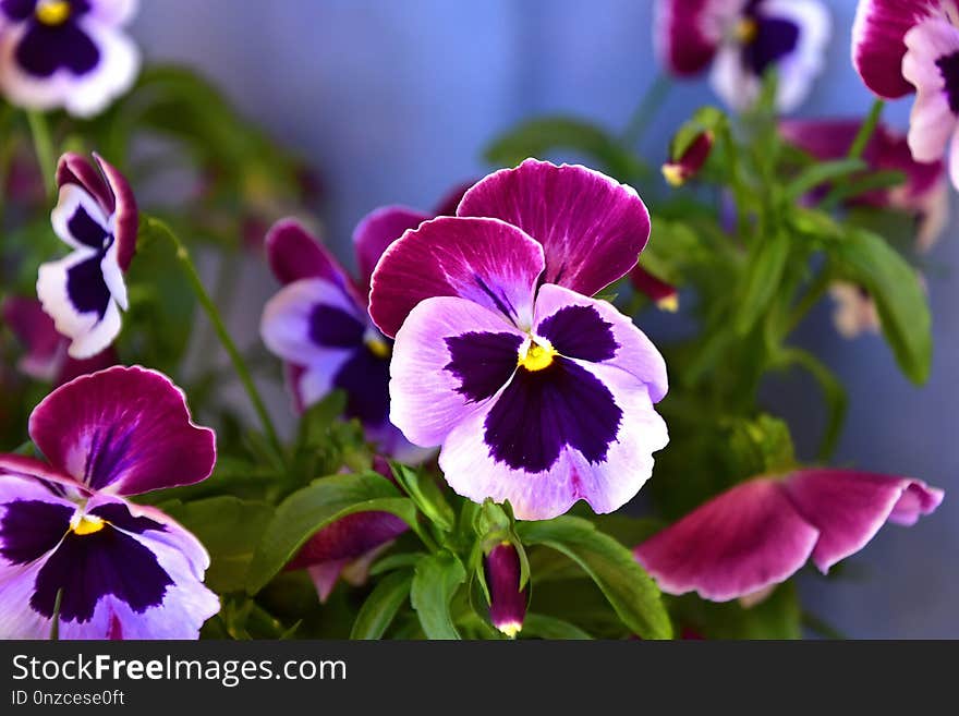 Flower, Flowering Plant, Plant, Purple