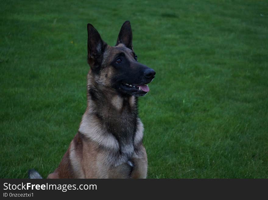 Dog, Dog Breed, Dog Like Mammal, Old German Shepherd Dog