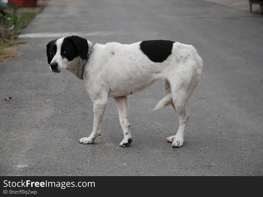 Dog, Dog Breed, Street Dog, Dog Breed Group