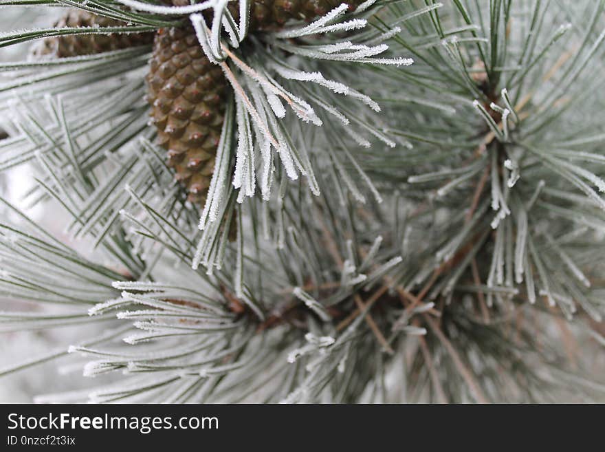 Pine Family, Tree, Conifer, Pine