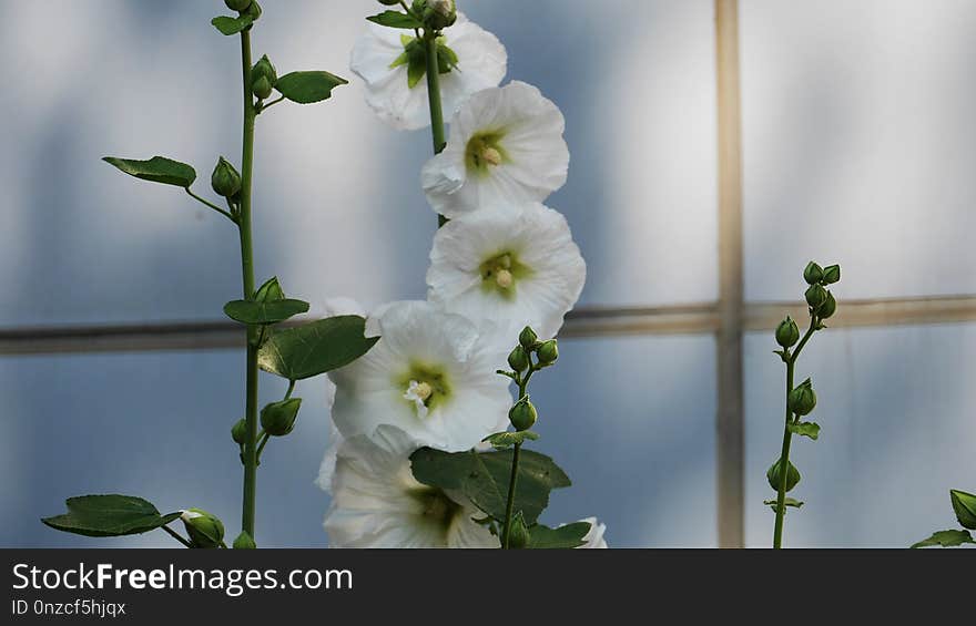 Flower, Flowering Plant, Plant, Spring