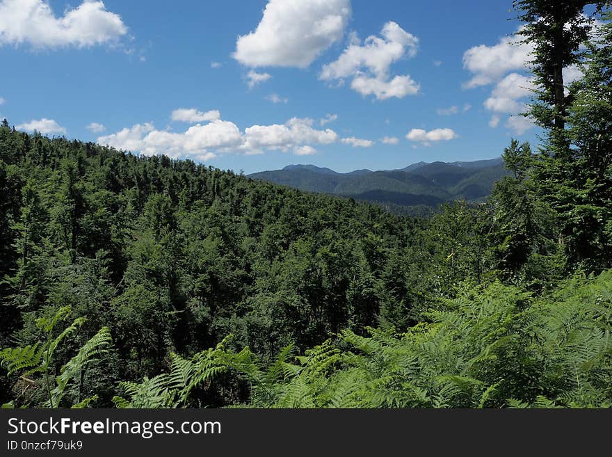 Vegetation, Ecosystem, Spruce Fir Forest, Tropical And Subtropical Coniferous Forests