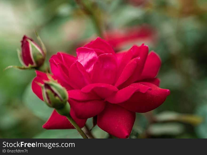 Flower, Rose Family, Rose, Flowering Plant