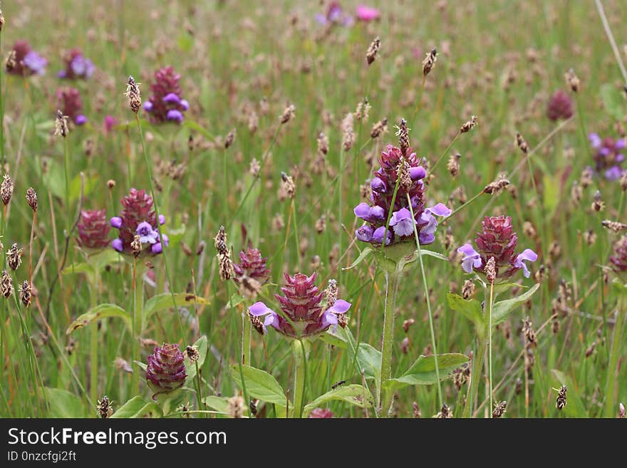 Flower, Plant, Flora, Grass