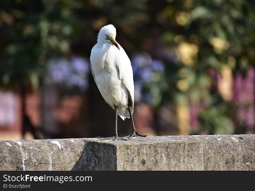 Bird, Beak, Fauna, Seabird