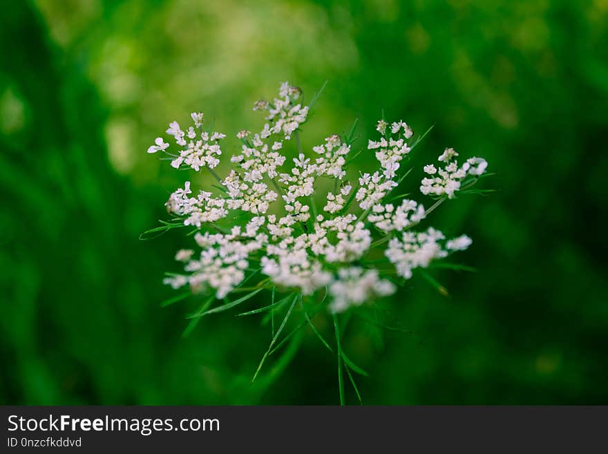 Cow Parsley, Anthriscus, Apiales, Plant