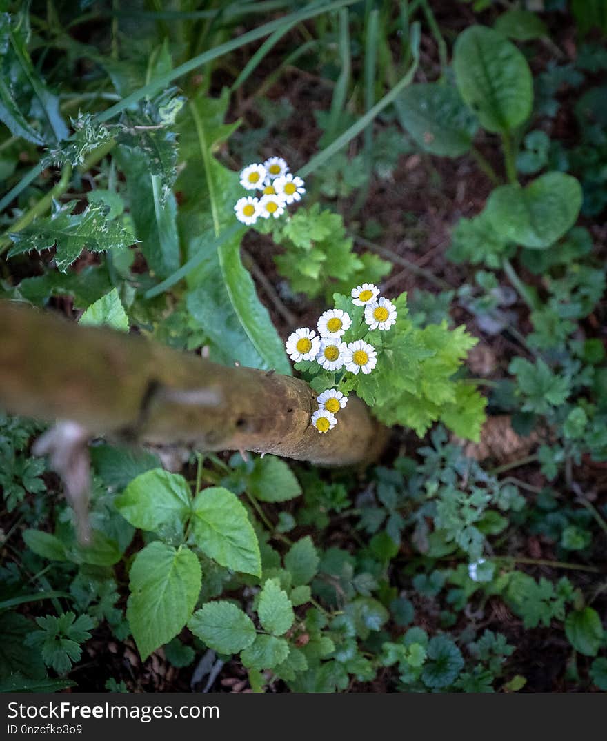 Plant, Flora, Flower, Herb