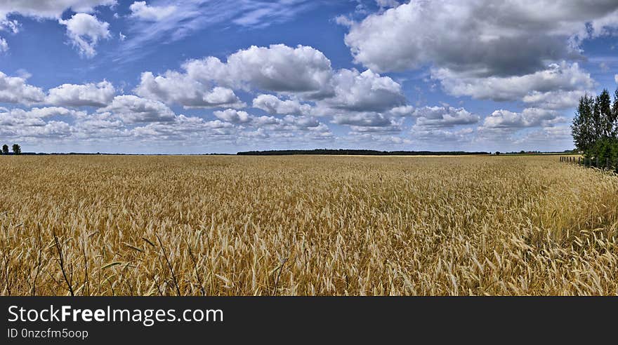 Sky, Field, Crop, Cloud