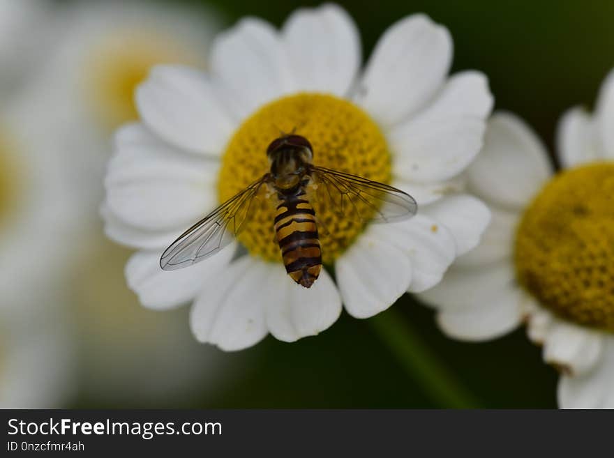 Honey Bee, Bee, Flower, Insect