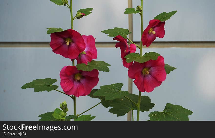 Flower, Plant, Hollyhocks, Flowering Plant