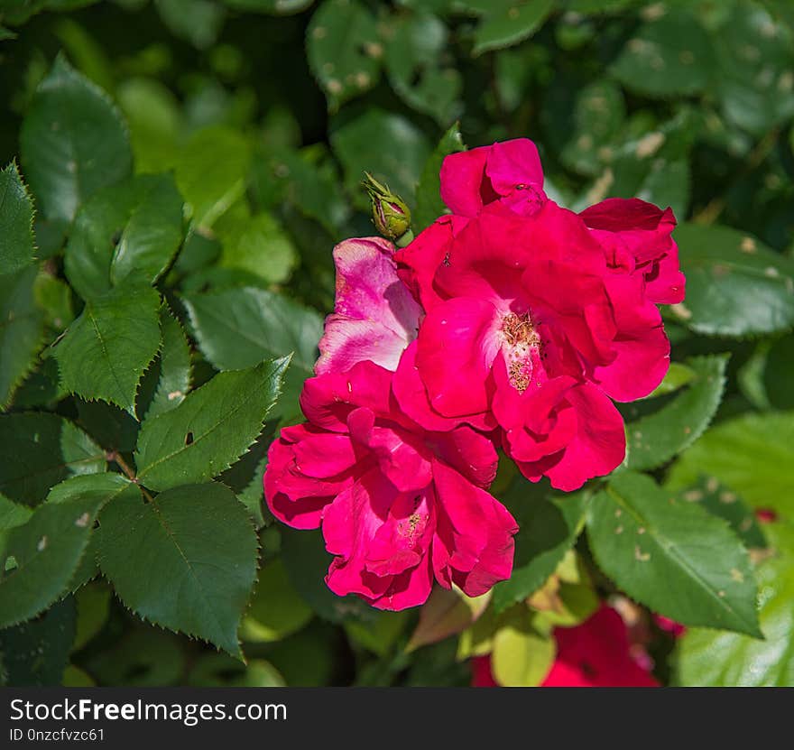 Flower, Rose Family, Plant, Flowering Plant