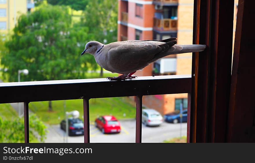 Bird, Fauna, Beak, Pigeons And Doves