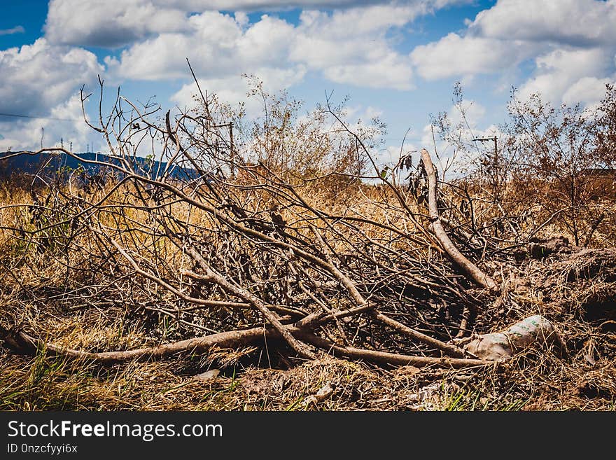 Sky, Ecosystem, Tree, Branch