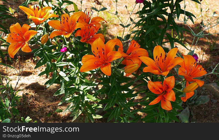 Flower, Plant, Lily, Flowering Plant