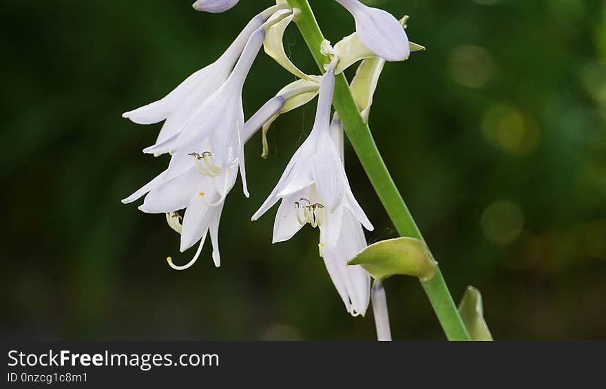 Flower, Plant, Flora, Crinum