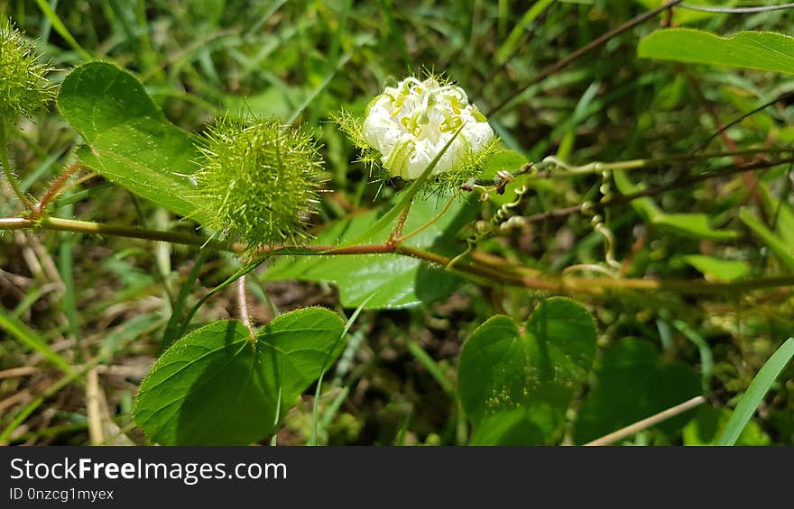 Plant, Flora, Crassocephalum, Subshrub