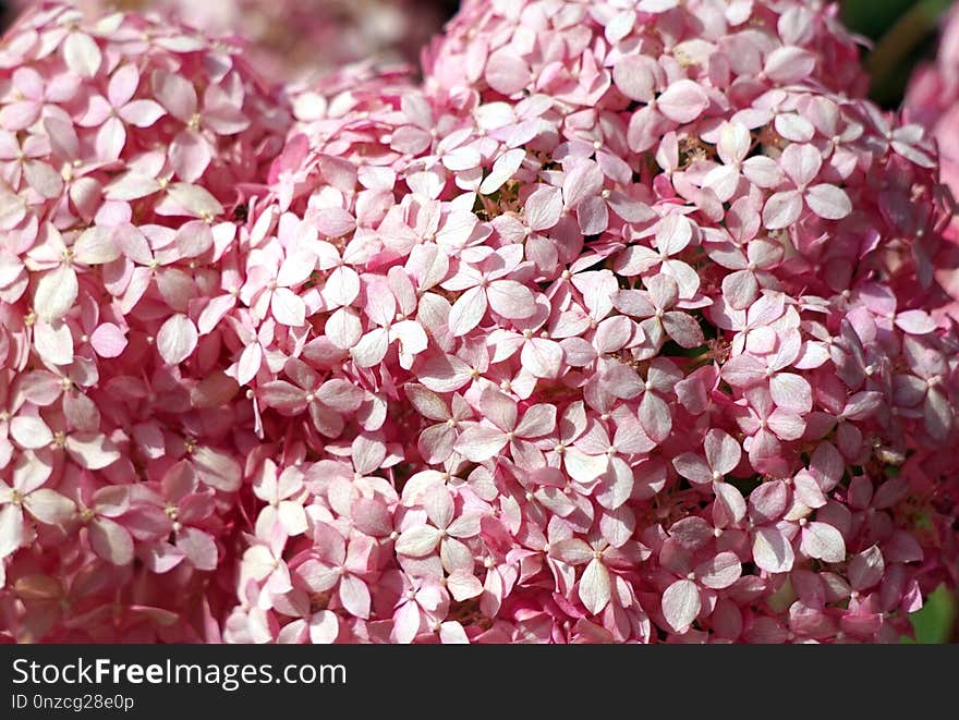 Pink, Flower, Hydrangea, Petal