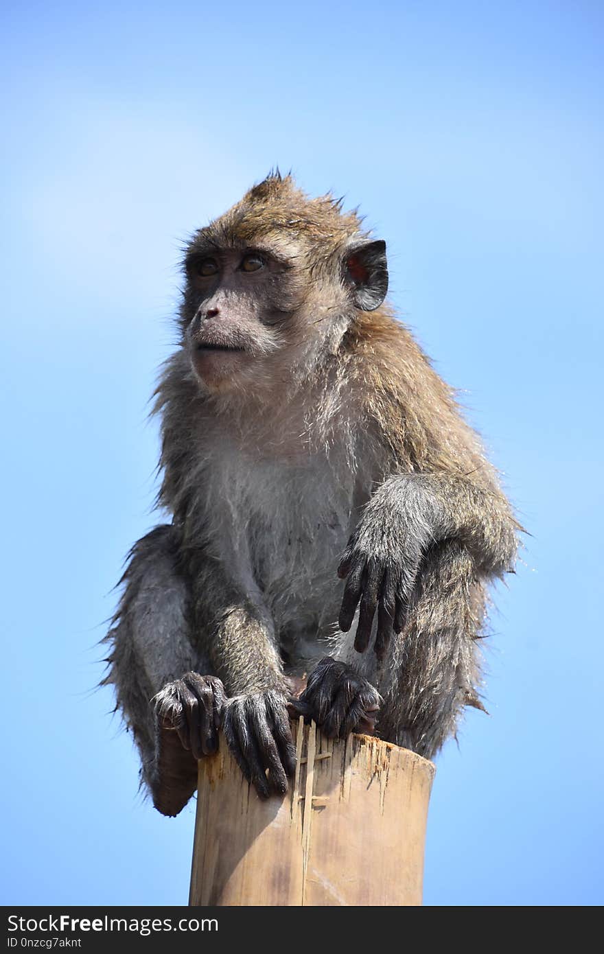 Fauna, Mammal, Wildlife, Macaque