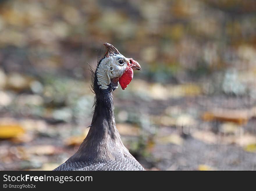 Fauna, Beak, Bird, Wildlife