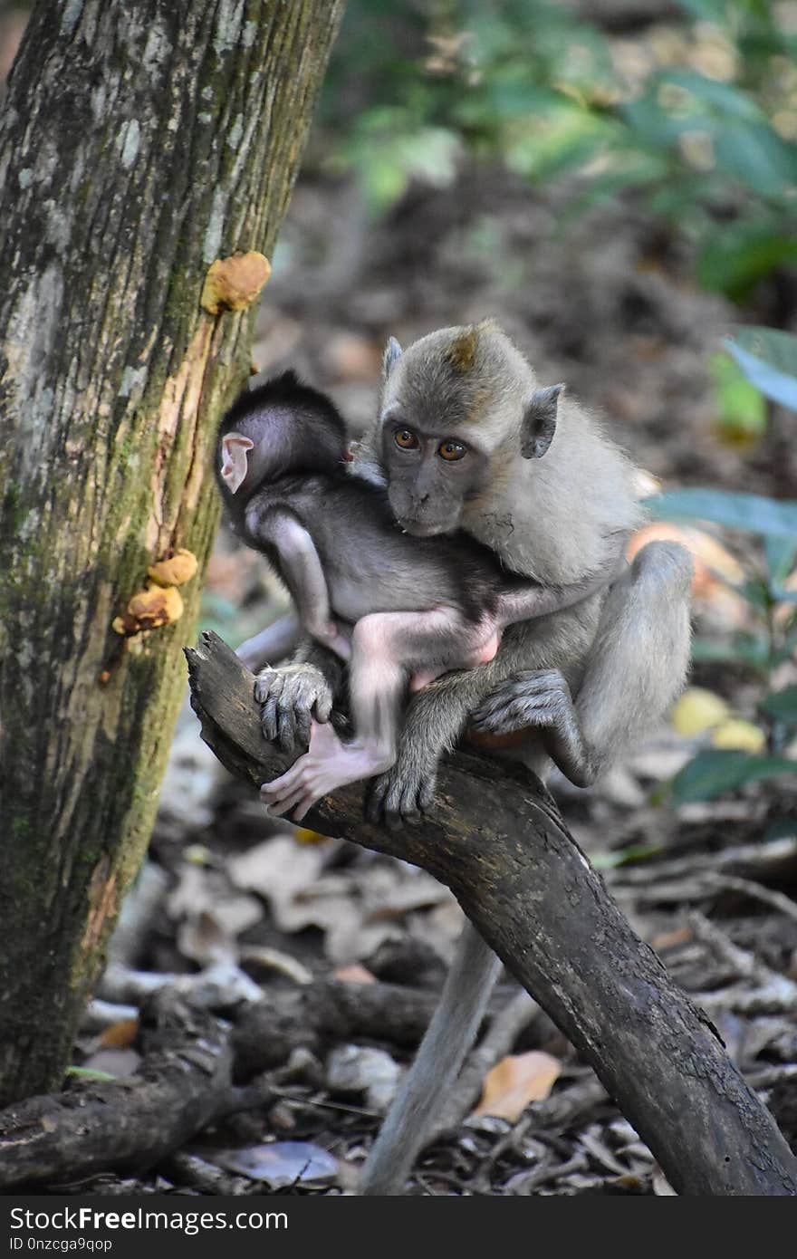 Mammal, Fauna, Macaque, Primate