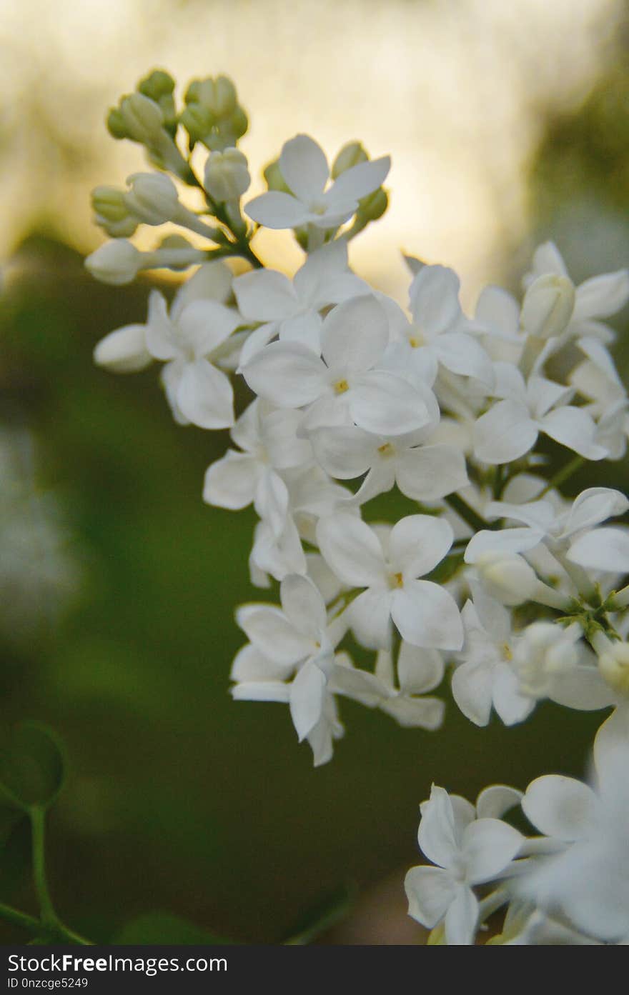 Flower, Flowering Plant, Plant, Petal