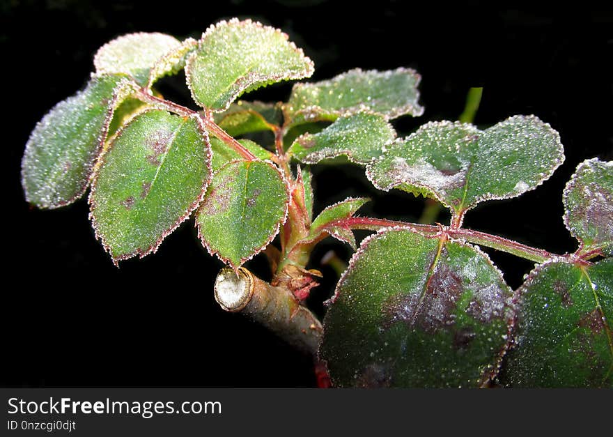 Plant, Leaf, Flora, Arctostaphylos