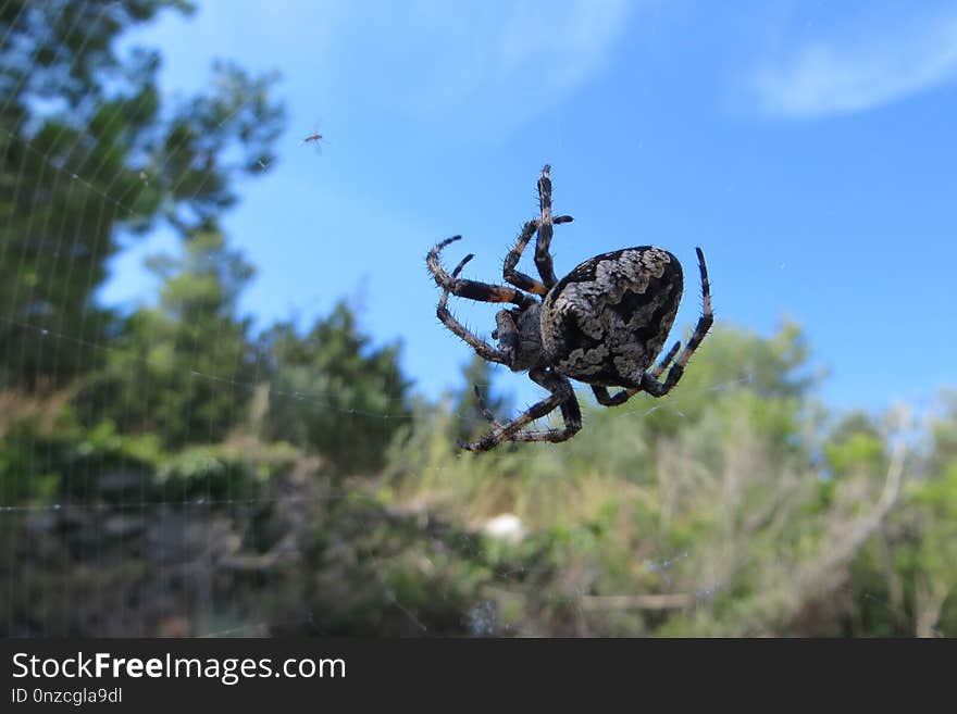 Fauna, Tree, Invertebrate, Sky