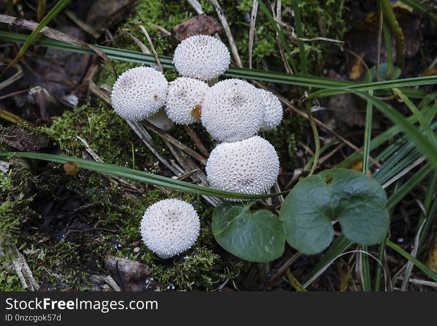 Fungus, Mushroom, Flora, Edible Mushroom