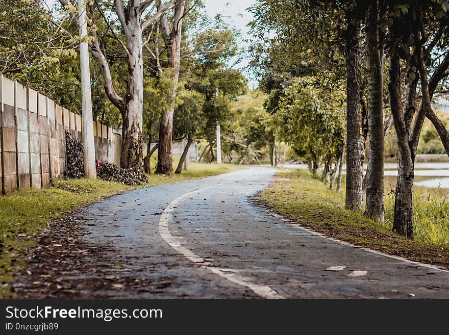 Road, Path, Tree, Infrastructure