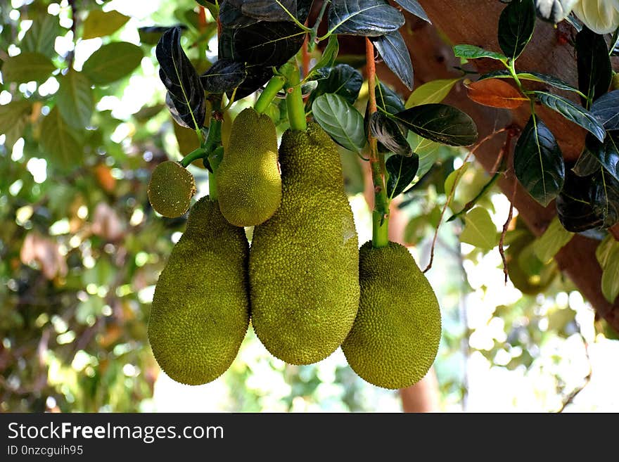 Jackfruit, Cempedak, Fruit, Artocarpus