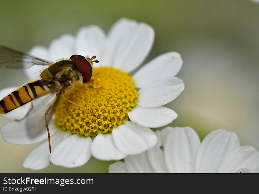 Flower, Oxeye Daisy, Insect, Macro Photography