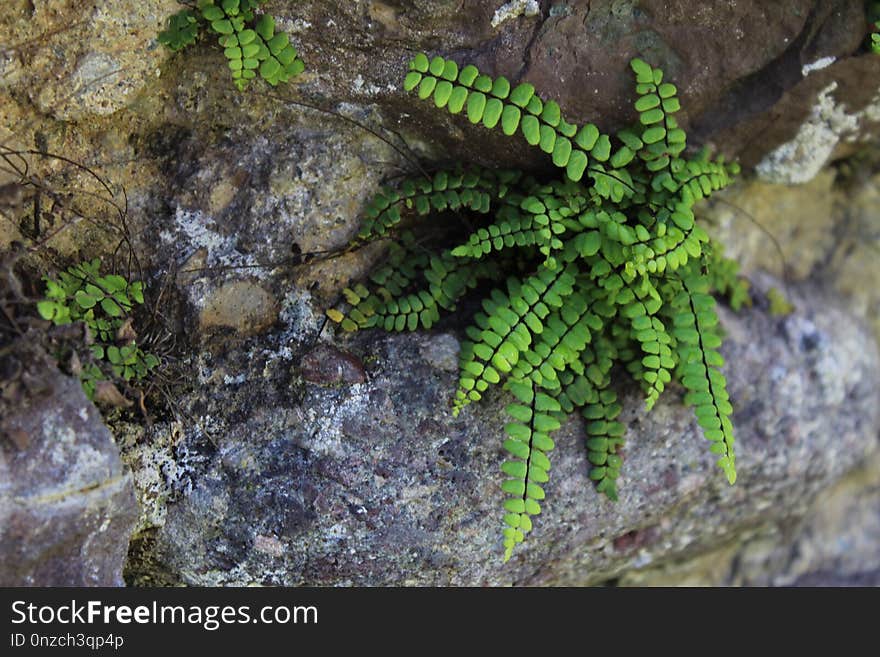 Plant, Ferns And Horsetails, Vegetation, Ecosystem