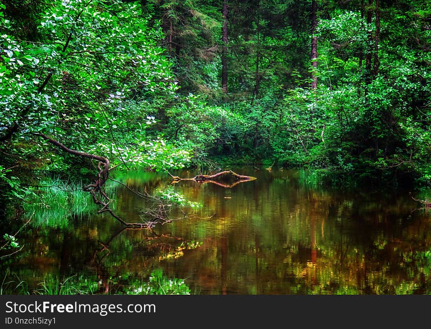 Vegetation, Water, Green, Nature