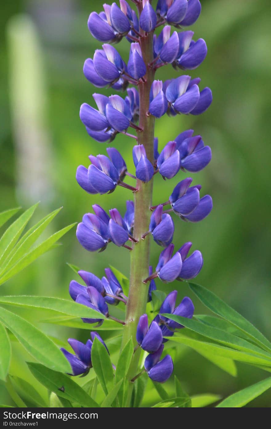 Flower, Plant, Flora, Lupinus Mutabilis