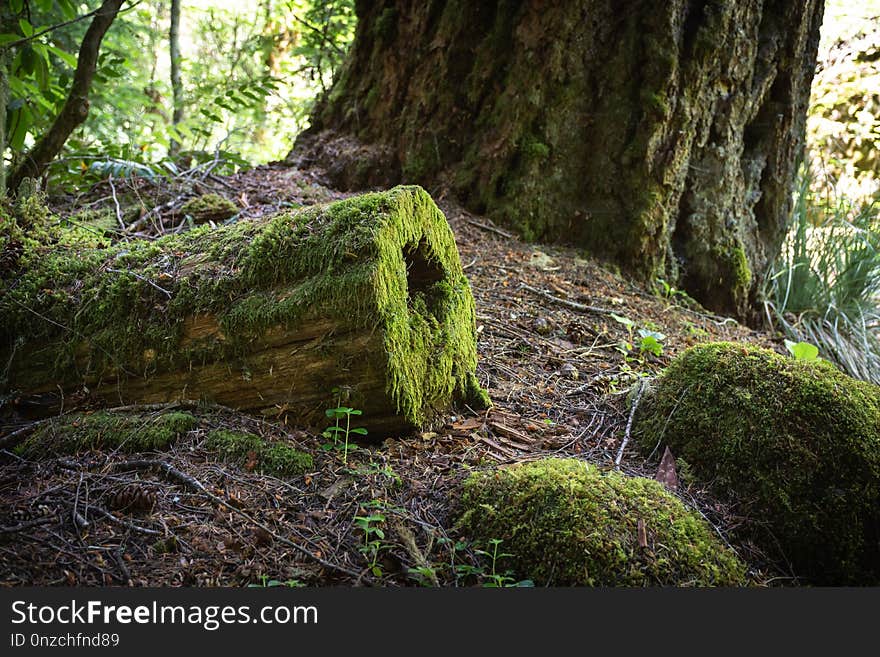 Woodland, Nature, Tree, Vegetation