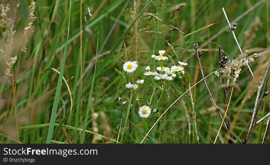 Flower, Flora, Grass, Plant