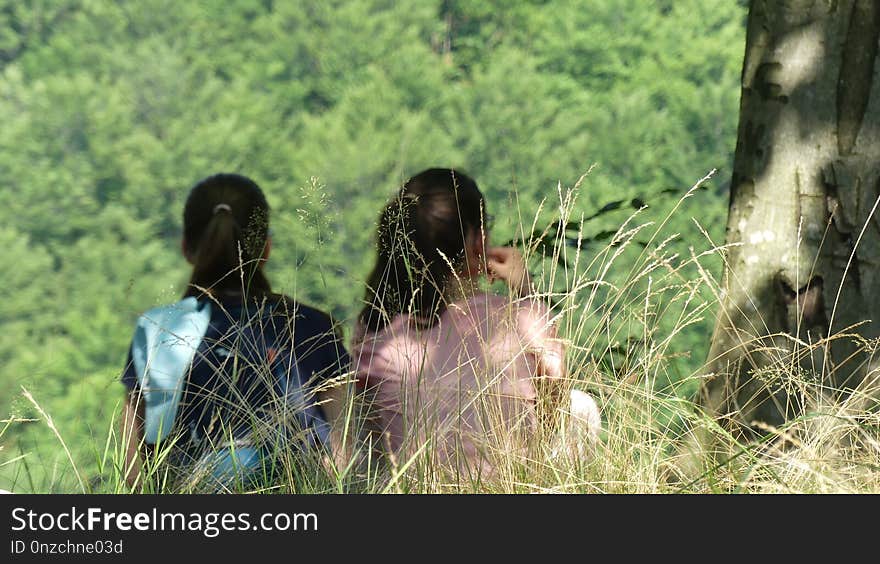 Grass, Plant, Tree, Wildlife