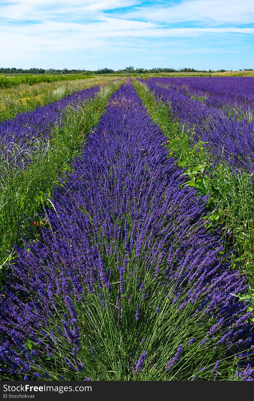 English Lavender, Lavender, Field, Ecosystem