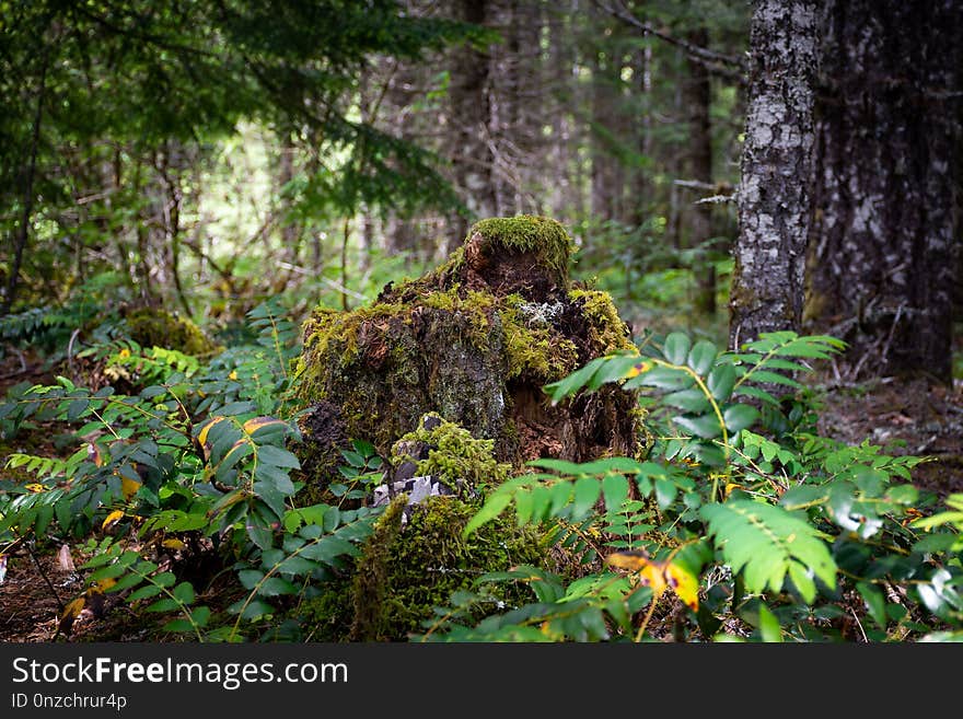 Vegetation, Ecosystem, Forest, Nature Reserve