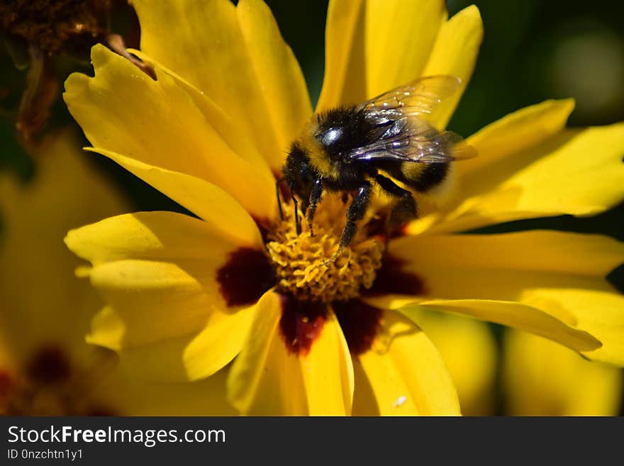 Honey Bee, Bee, Flower, Yellow