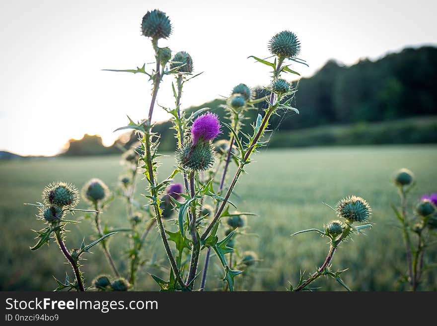 Plant, Thistle, Flower, Flowering Plant