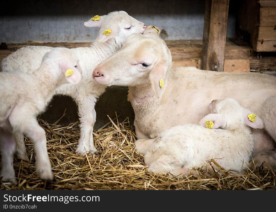 Sheep, Mammal, Cow Goat Family, Fauna