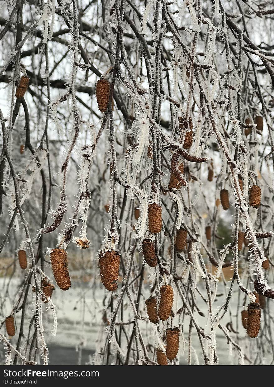 Tree, Winter, Branch, Frost