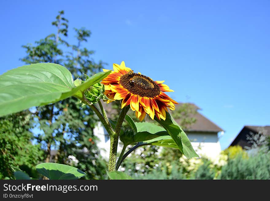 Flower, Sunflower, Plant, Flowering Plant