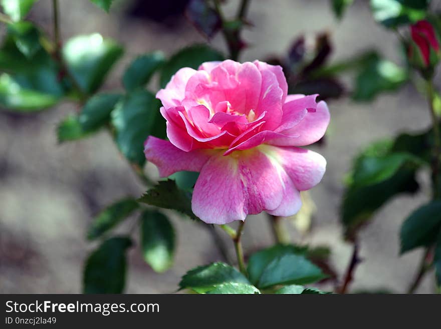 Flower, Rose Family, Plant, Pink