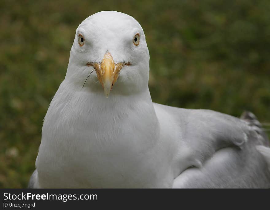 Bird, Beak, Fauna, Seabird